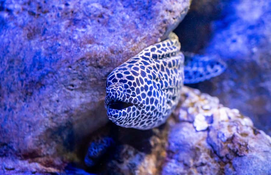 AquaRio and Olympic Boulevard Small Group Tour - Key takeaways before you go