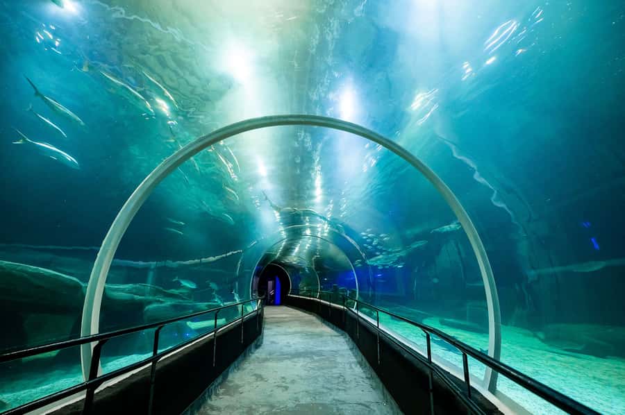 AquaRio and Olympic Boulevard Small Group Tour - Price and value: does $65 make sense for 4 hours in Rio