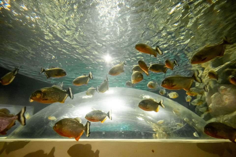 AquaRio and Olympic Boulevard Small Group Tour - Logistics and small details that save your day