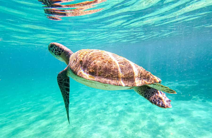 From Rio de Janeiro: Angra dos Reis & Ilha Grande Day Tour - Rio to Ilha Grande: worth the 12-hour stretch