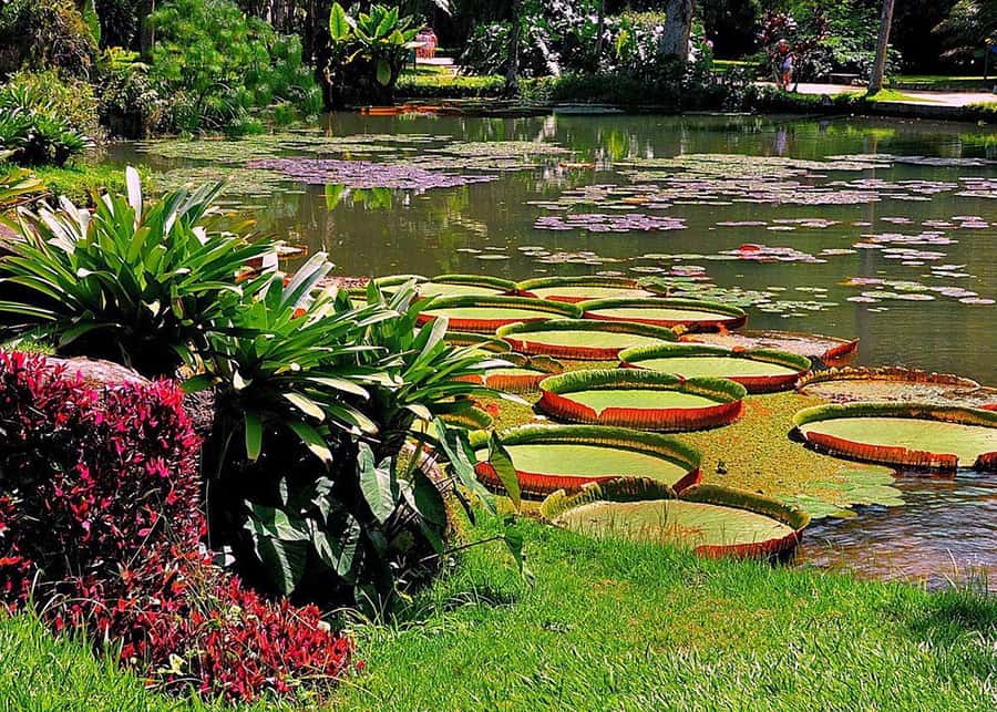 Green Rio: Guided Tour of Botanical Garden and Lage Park - The mansion, School of Visual Arts, and the courtyard that steals the show