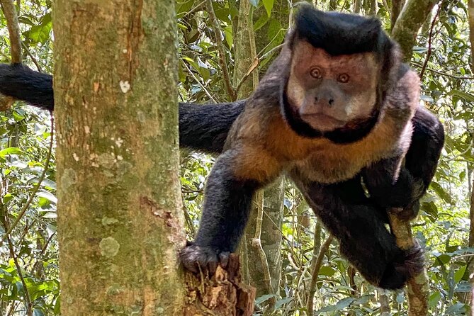 Hiking in the Tijuca Forest : Waterfalls and Caves - Tijuca National Park: Walking the Atlantic Rainforest Like a Proper Intro