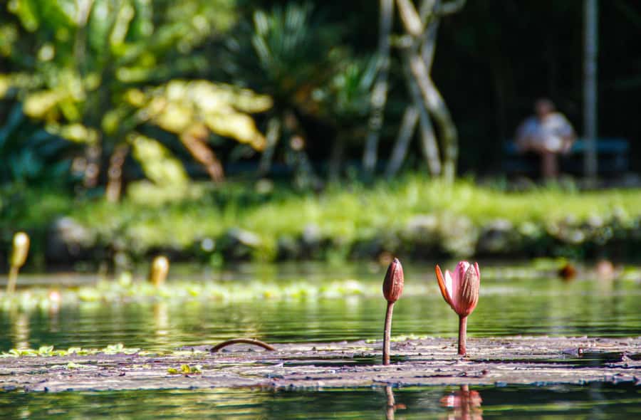 Jeep'n'Green: Rio Botanical Garden & Tijuca Rainforest Tour - Who This Tour Suits Best (and Who Should Skip It)