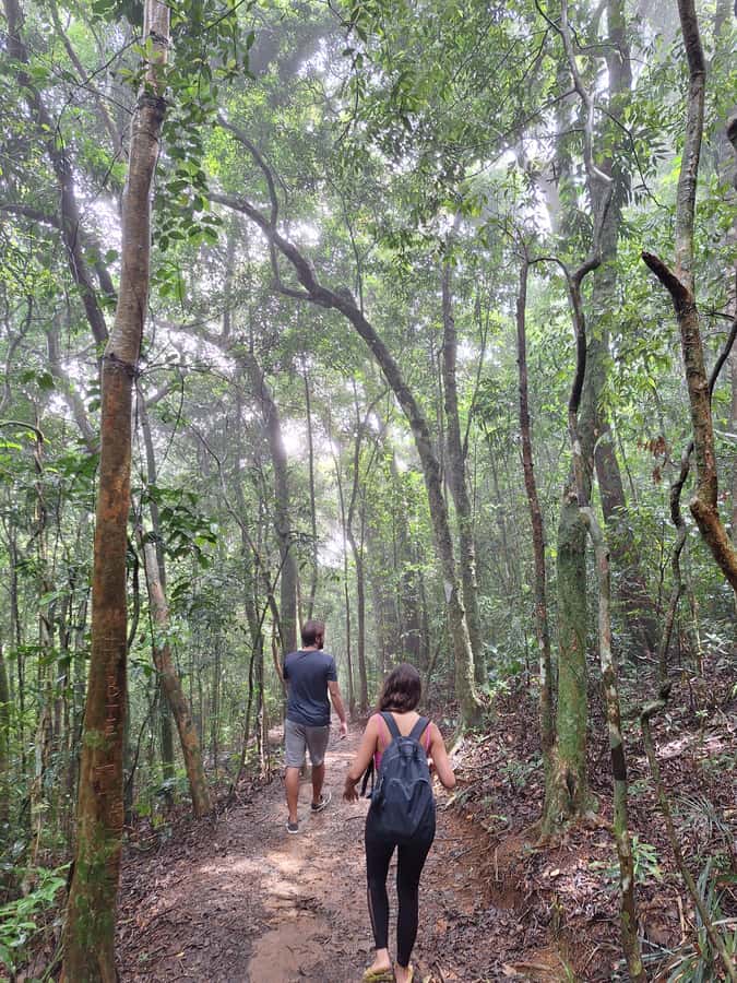 Pedra Bonita Trail: The easiest trail with a beautiful view of Rio - Key highlights you’ll feel fast