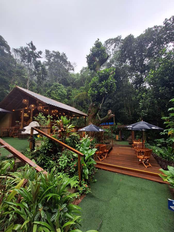 Pedra Bonita Trail: The easiest trail with a beautiful view of Rio - Wildlife on the trail: monkeys, butterflies, and surprises