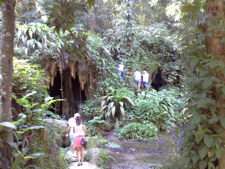 Private Tijuca Forest & Botanical Garden Guided Tour - Logistics that matter on a rainforest-style day