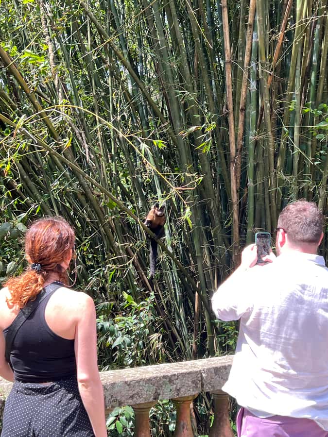 Private Tijuca Forest & Botanical Garden Guided Tour - Chinese Viewpoint: your panoramic kickoff at 388 meters