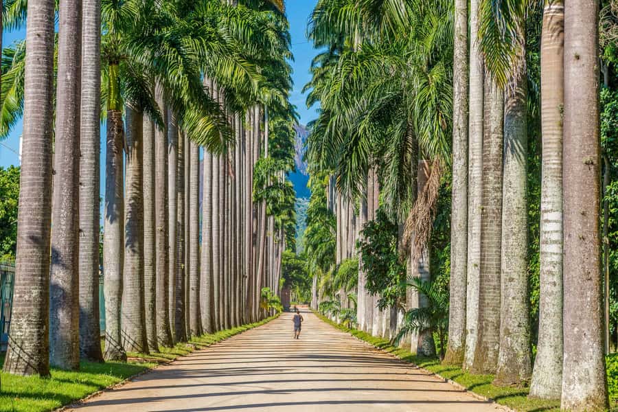 Rio: Botanical Garden, Tijuca Forest, and Parque Lage Tour - Should you book this Rio: Tijuca, Botanical Garden, Parque Lage tour?