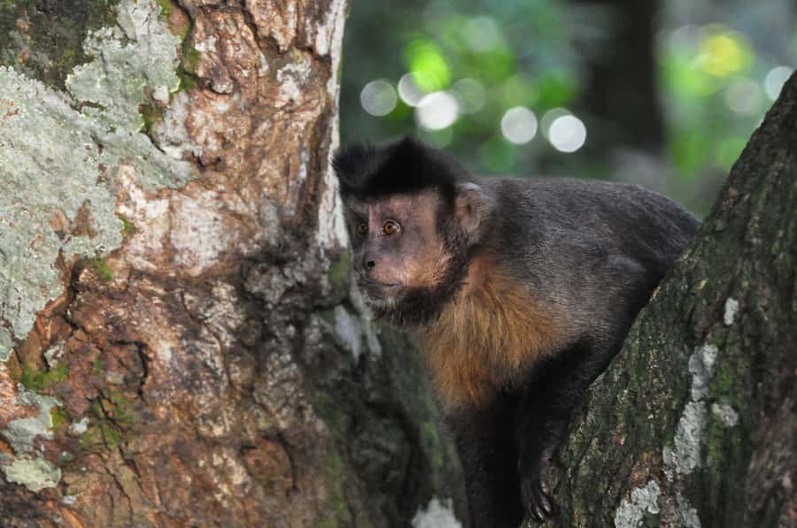 Rio de Janeiro: 4-Hour Botanical Garden & Tijuca Forest Tour - FAQ