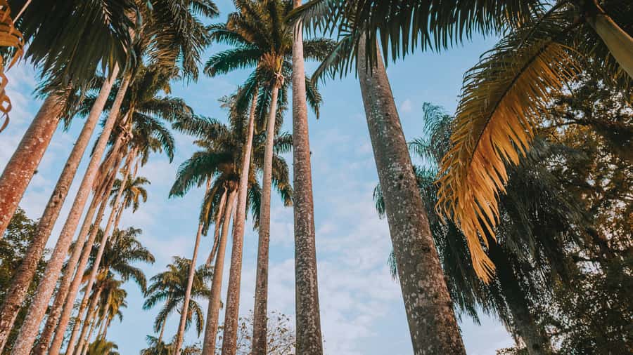 Rio de Janeiro: 4-Hour Botanical Garden & Tijuca Forest Tour - Start at the Botanical Garden: Brazilwood, lilies, and a shaded reset