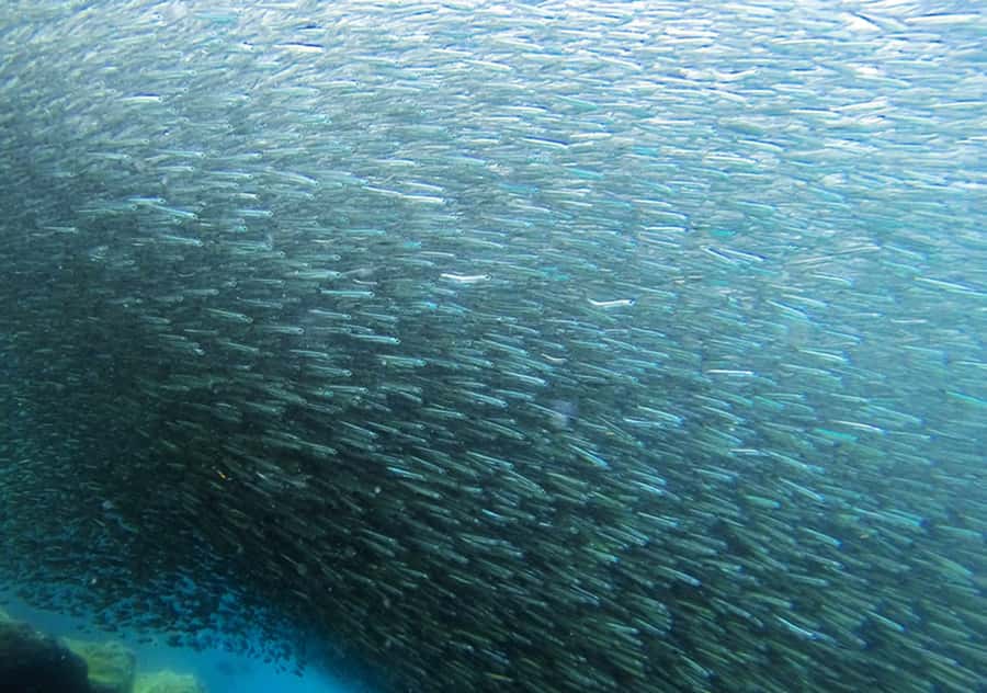 Rio de Janeiro: Arraial do Cabo Scuba Diving Day Trip - Beginner vs Certified: One Tank, Two Tanks, and the Baptism Option