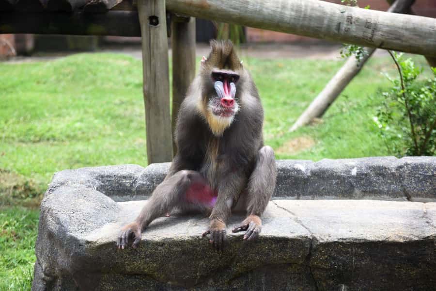 Rio de Janeiro: BioParque Guided Tour with Transfer - Key things to know before you go