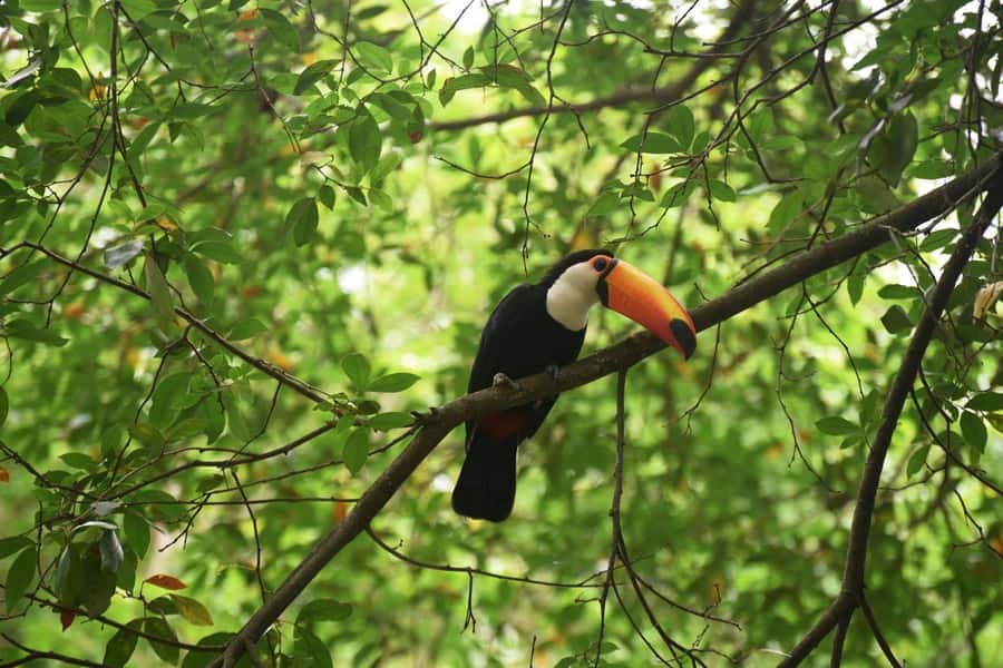 Rio de Janeiro: BioParque Guided Tour with Transfer - BioParque’s conservation-first setup (and why it matters)