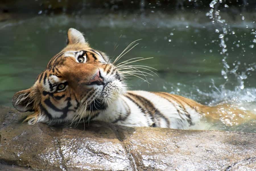 Rio de Janeiro: BioParque Guided Tour with Transfer - Inside the park: 51 enclosures and 140+ species