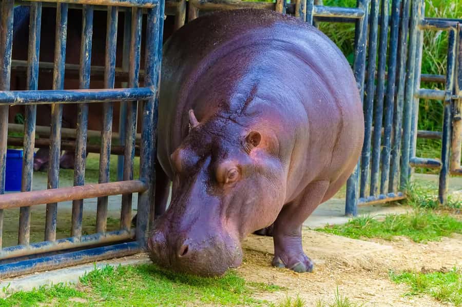 Rio de Janeiro: BioParque Guided Tour with Transfer - Price and value: is $58 worth a 4-hour conservation tour?