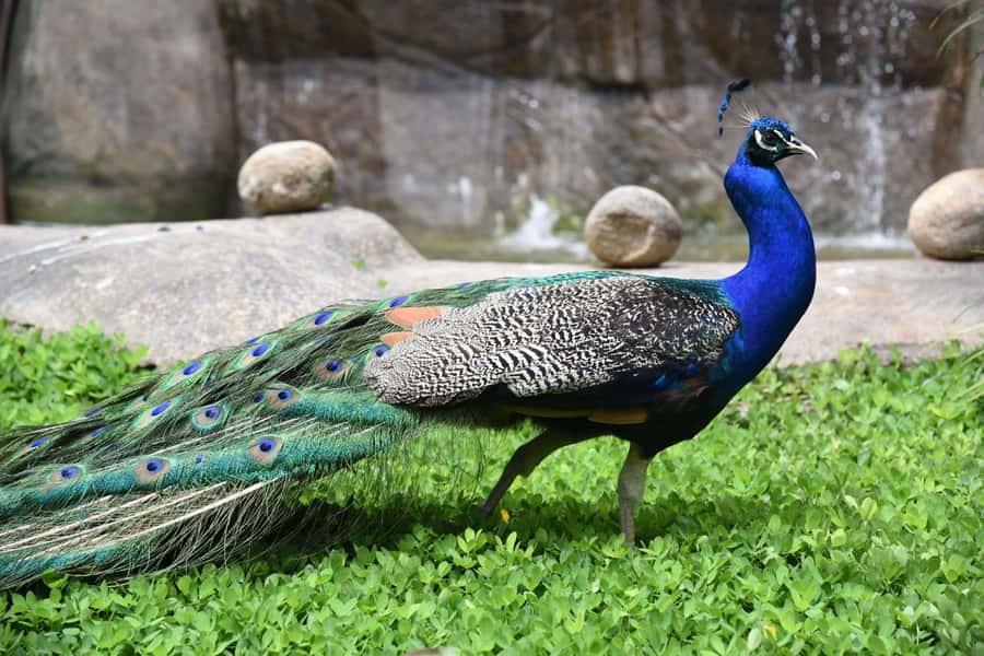 Rio de Janeiro: BioParque Guided Tour with Transfer - Practical checklist before you go