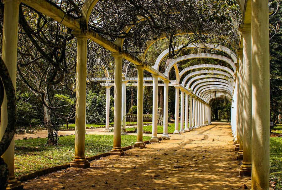 Rio de Janeiro: Botanical Garden Guided Visit - Rio Botanical Garden Under Corcovado: Why This Park Feels Special