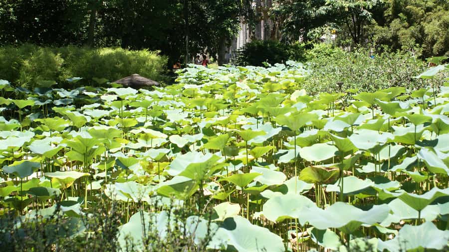 Rio de Janeiro: Botanical Garden Guided Visit - Wildlife Chances: Capuchins, Marmosets, and Birdwatching