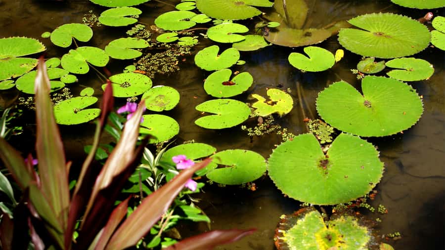 Rio de Janeiro: Botanical Garden Guided Visit - The Old Gunpowder Factory: A Weirdly Fascinating Stop