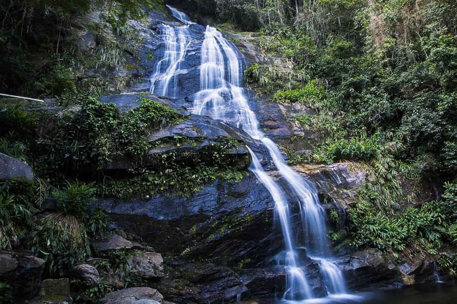 Rio de Janeiro: Botanical Garden & Tijuca Forest Guided Tour - Key highlights worth showing up for