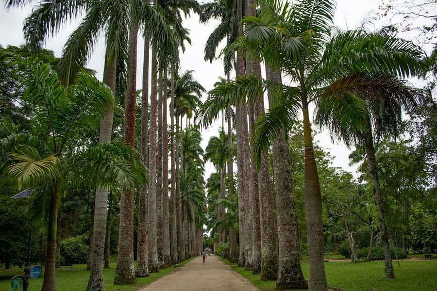 Rio de Janeiro: Botanical Garden & Tijuca Forest Guided Tour - Price and Value: Is $85 a Good Deal?