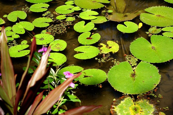 Rio de Janeiro Botanical Garden Tour - What to wear, what to bring, and how to survive Rio weather