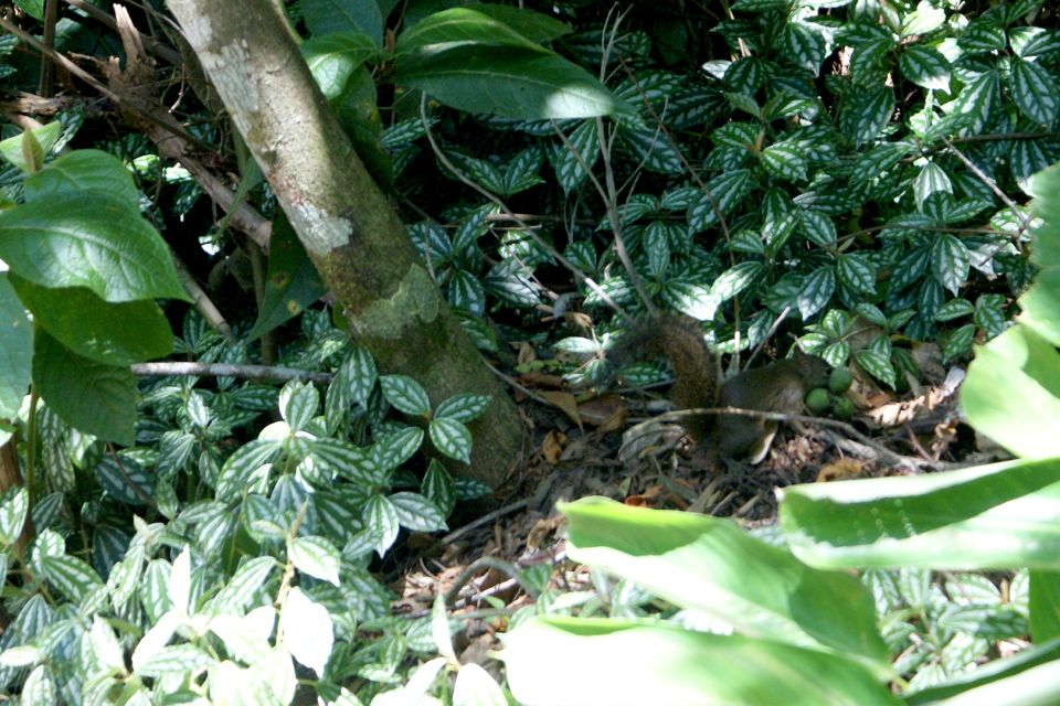 Rio de Janeiro: Guided Jeep Tour through Tijuca Rainforest - Comfort and weather: how to pack so the day stays pleasant