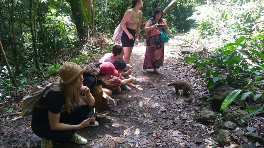 Rio de Janeiro: Jeep Tour in the Tijuca Forest - Guide Quality: Why People Remember This Part