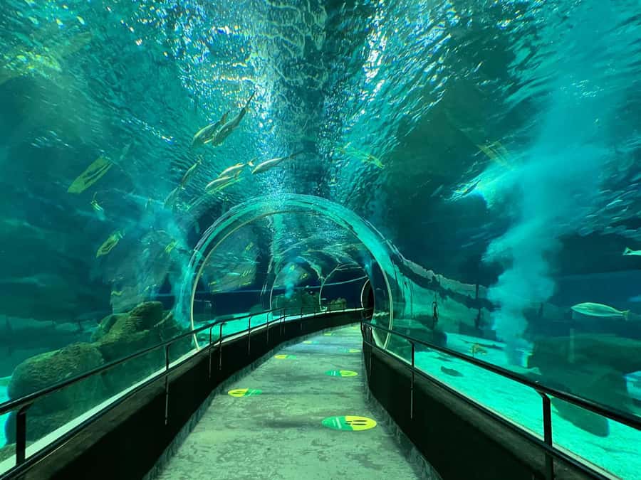 Rio de Janeiro: Marine Aquarium Entry Tickets - Key things to know before you go