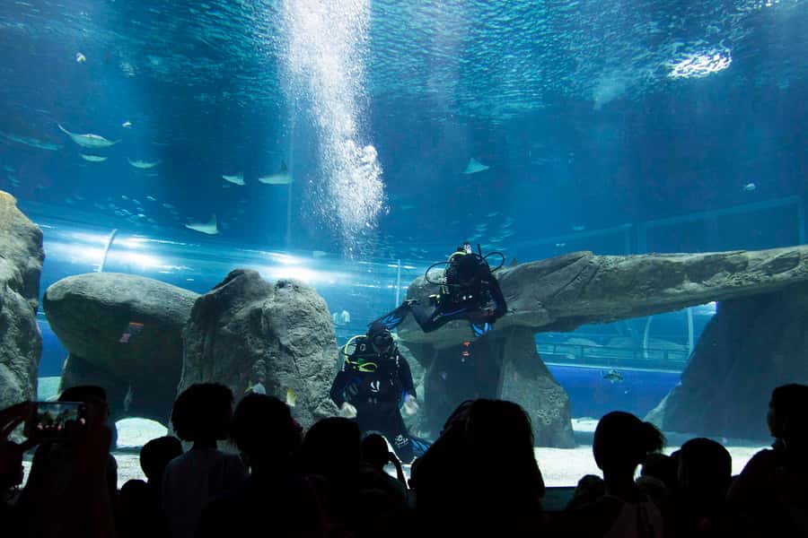 Rio de Janeiro: Marine Aquarium Entry Tickets - AquaRio entry tickets in Rio: why this is a smart, flexible plan