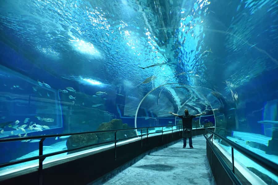 Rio de Janeiro: Marine Aquarium Entry Tickets - Skip-the-line entry: what it changes for your day
