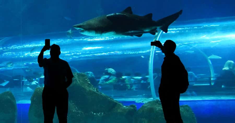 Rio de Janeiro: Marine Aquarium Entry Tickets - What you’ll actually see inside: 350 species and a 2-hour game plan