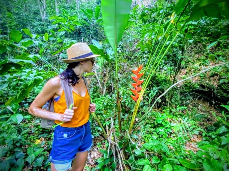 Rio de Janeiro Nature Secrets 'The Eco Citytour' - Marapendi Park’s mangroves and lagoons: caimans and capybaras are on the menu