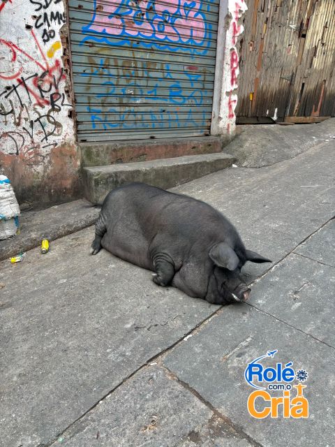Rio de Janeiro: Rocinha Favela guided tour - Favela Rocinha on foot: what you’re actually learning