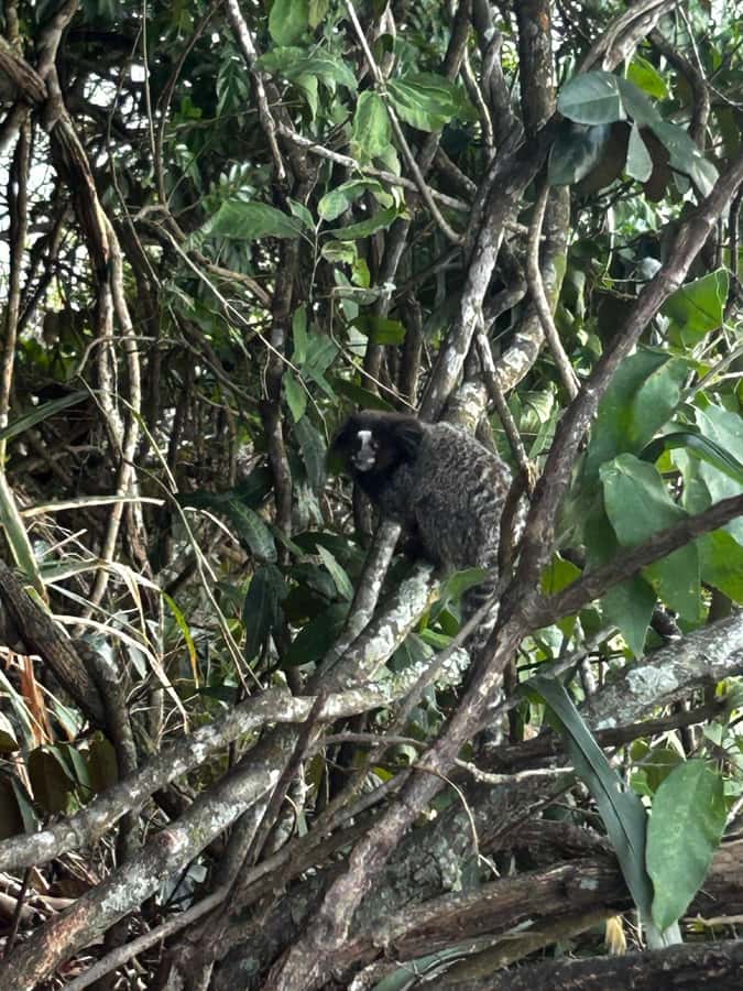 Rio De Janeiro: SUGARLOAF MOUNTAIN HIKE & CLIMB - The Nature Reserve Path: Where the Trail Gets Real