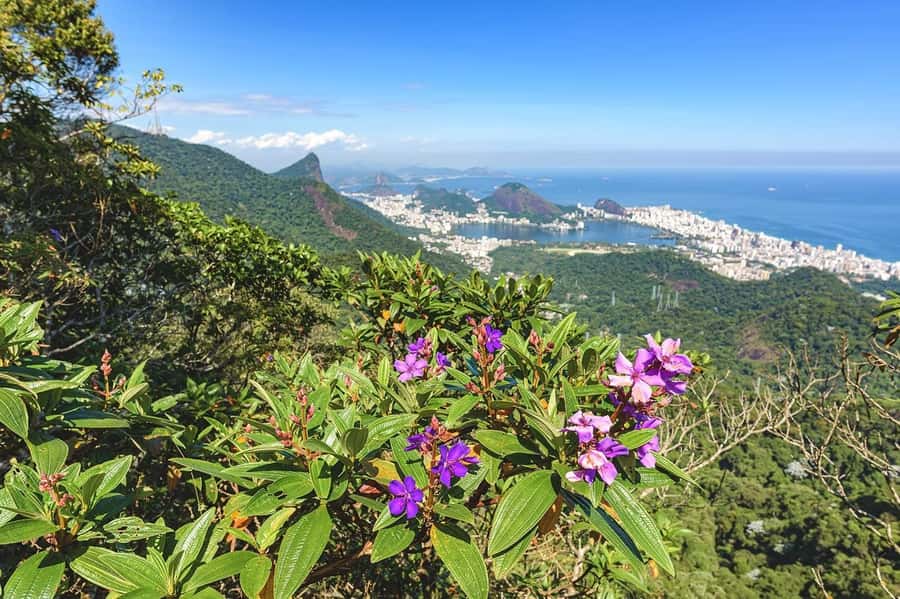 Rio de Janeiro: Tijuca National Park & Botanic Garden Tour - Should You Book This Tijuca and Botanical Gardens Tour?