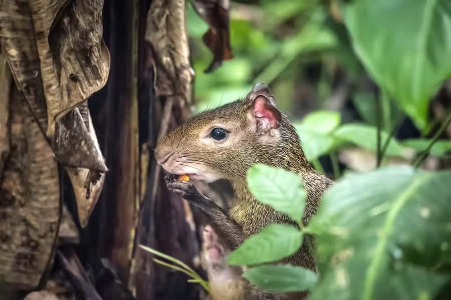 Rio de Janeiro: Tijuca National Park & Botanic Garden Tour - How the Tijuca Forest Turns Rio Into a Real Rainforest