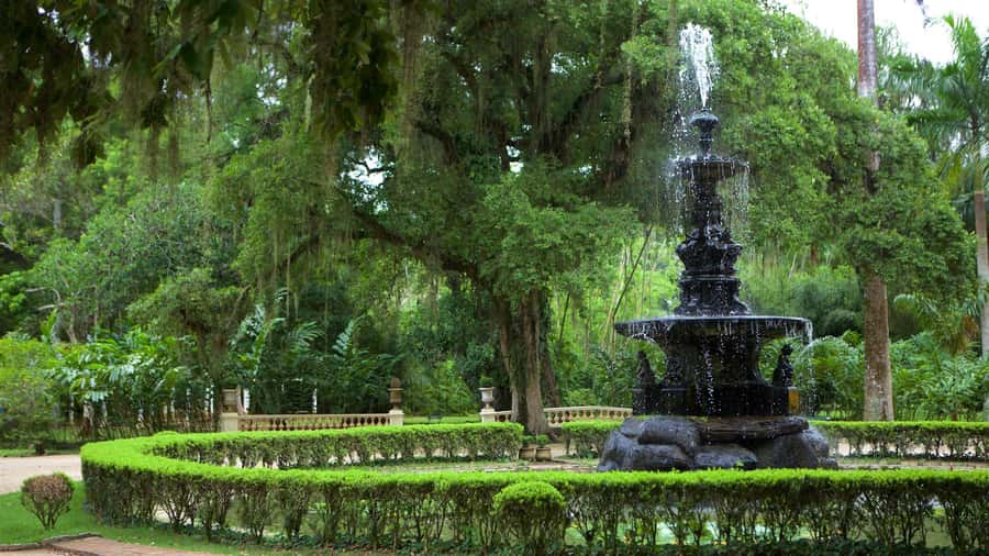 Rio de Janeiro: Tijuca National Park & Botanic Garden Tour - Botanical Gardens: 7,000+ Species and a Calm Finish