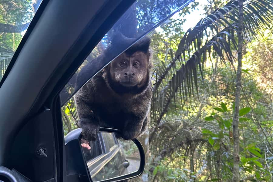 Rio de Janeiro: Tijuca National Park Tour - Key highlights worth showing up for