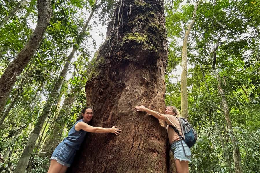 Rio de Janeiro: Tijuca National Park Tour - Tijuca National Park: the “how is this so close?” feeling