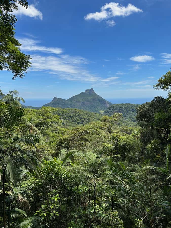 Rio de Janeiro: Tijuca National Park Tour - Hotel pickup around Rio, then straight into the forest