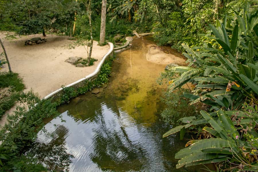 Rio: Half-Day Jeep Tour at Floresta da Tijuca - Wildlife isn’t guaranteed, but you can still tune your attention