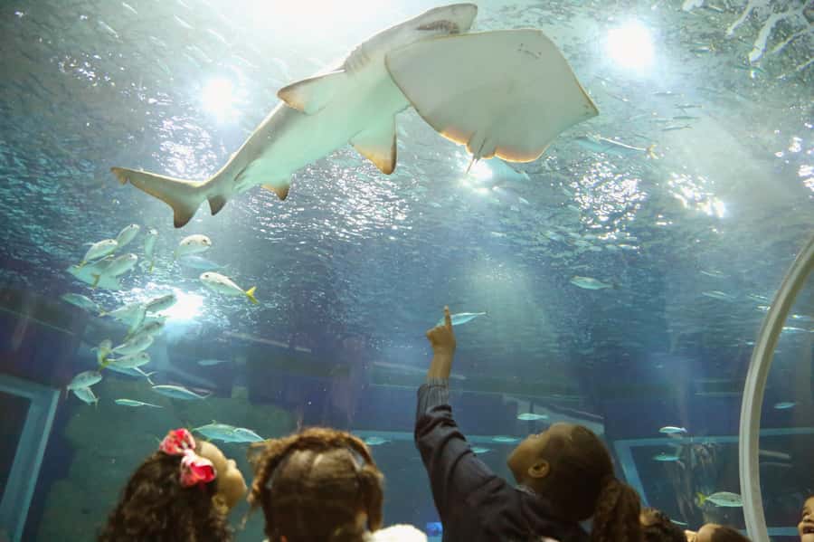 Rio: Olympic Boulevard, AquaRio and Museum of Tomorrow Tour - Key Things I’d Plan Around
