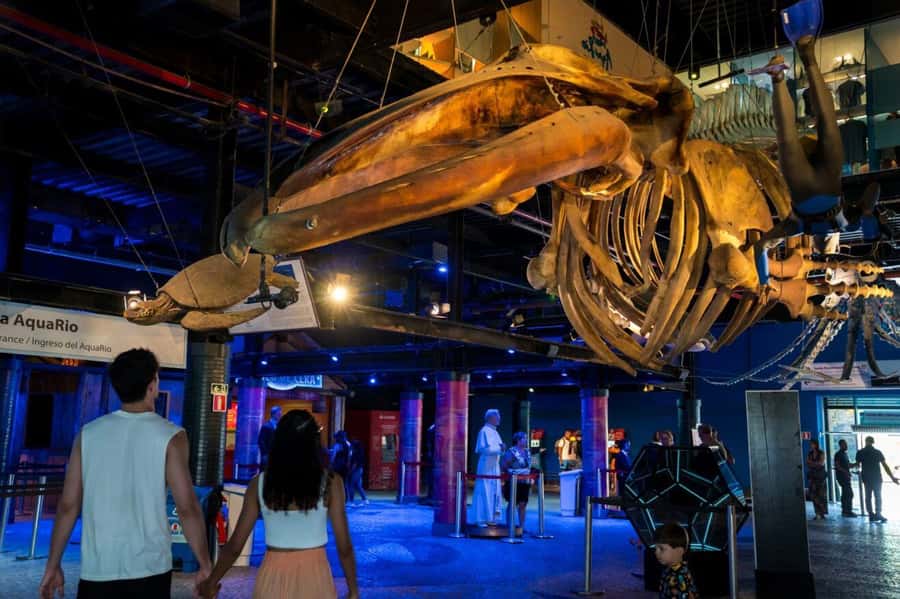 Rio: Olympic Boulevard, AquaRio and Museum of Tomorrow Tour - Practical Tips So Your 4 Hours Feel Smooth