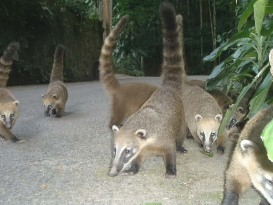 Rio: Private Tour 5 Hours Customized Tour With a Local Guide - FAQ