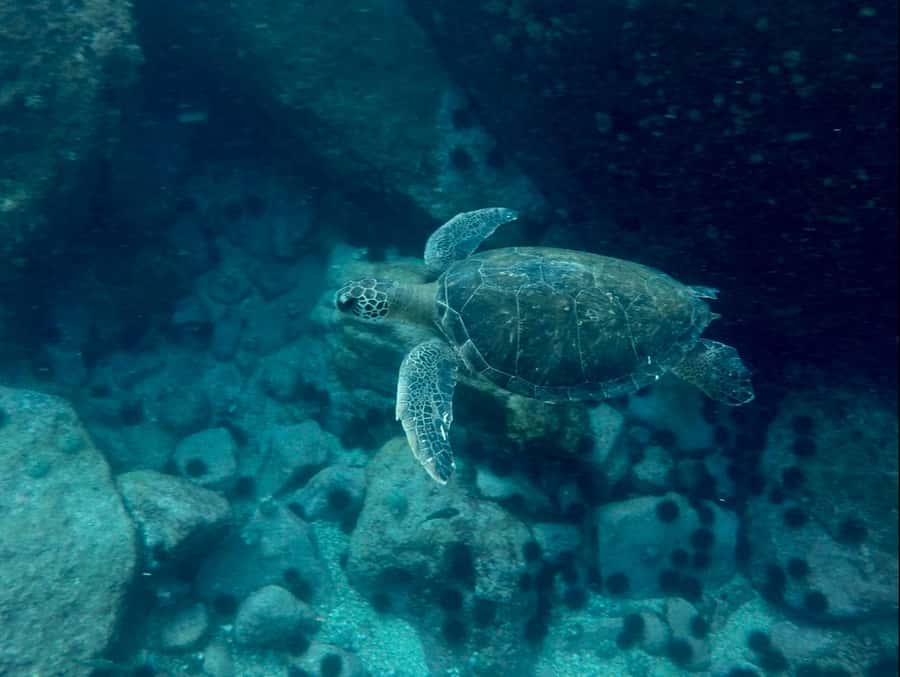 Rio: Snorkel & Swim with Turtles Tour at Tijuca Islands - Island breaks and the optional walk when conditions are right