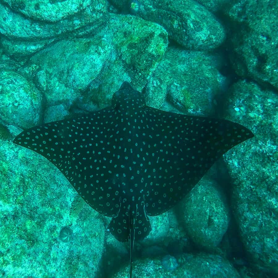 Rio: Snorkel & Swim with Turtles Tour at Tijuca Islands - Who this tour suits best (and who should choose a different plan)