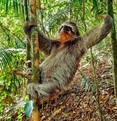 Rio: Tijuca Forest Small Group Hike to Caves and Waterfalls - Your Workout: 6.2 km, 448 m Gain, and Rough Trail Reality
