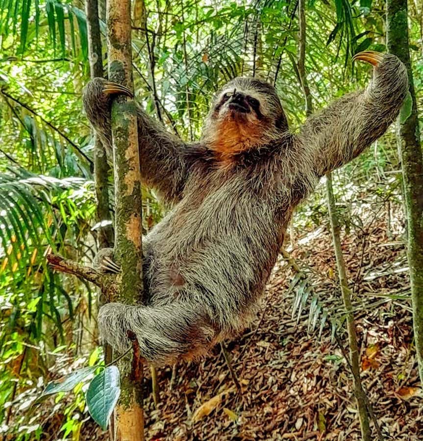 Rio: Tijuca National Park Small-Group Hike to Pedra Bonita - Getting to Tijuca: comfort for your start, jungle air for the payoff