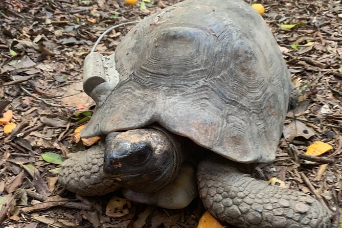 Tijuca Forest Hike - Waterfalls & Caves, Nature & Wild Life! - Belmiro, Archer, and Bats Caves: Safe, Scenic, and a Different Kind of Wow